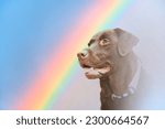 Dog and rainbow Rainbow bridge concept Close-up portrait of Labrador Retriever dog on rainbow background Rainbow Bridge Remembrance Day