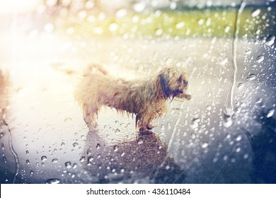 Dog And Rain,view Through The Window On Rainy Day.