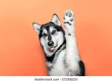dog raise a paw up