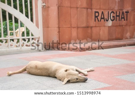 Dog in rajghat,