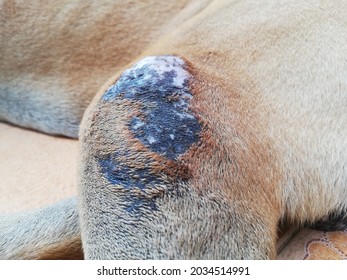 Dog Rash On The Body | Dermatitis Veterinary | Damage To The Skin Of The Dog's