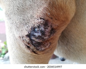 Dog Rash On The Body | Dermatitis Veterinary | Damage To The Skin Of The Dog's