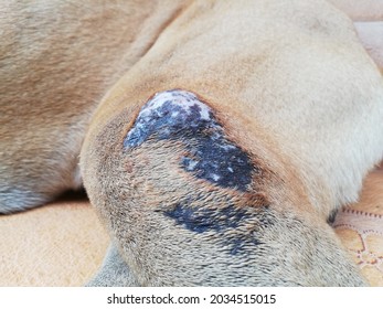 Dog Rash On The Body | Dermatitis Veterinary | Damage To The Skin Of The Dog's