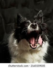 Dog with raw meat in its mouth. Black and white Border Collie with steak on a black background.