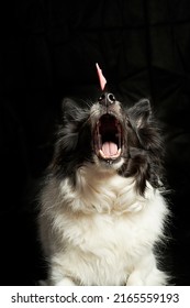 Dog with raw meat in its mouth. Black and white Border Collie with steak on a black background.