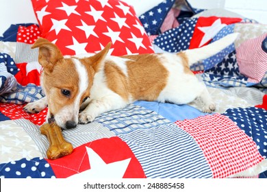 Dog With Rawhide Bone On Sofa