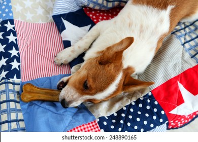 Dog With Rawhide Bone On Sofa