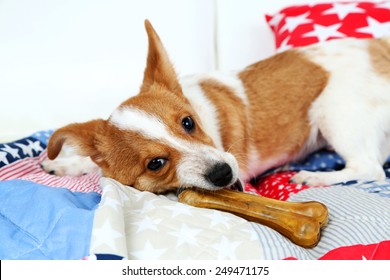 Dog With Rawhide Bone On Sofa