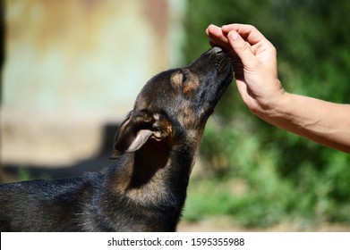a dog reaches for a man hand for a tasty treat to get a piece of goodies - Shutterstock ID 1595355988