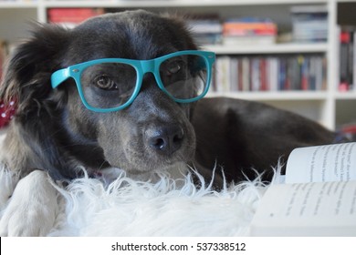 Dog Reading Book With Glasses 