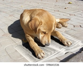 Dog Reading Newspaper