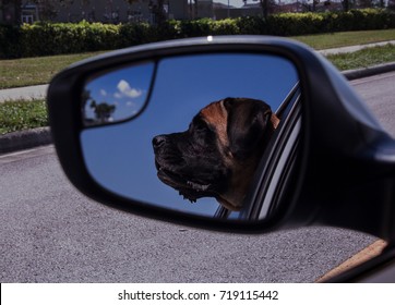 Dog In Rear View Mirror