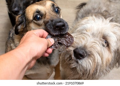 141 Dog Receiving A Treat Images, Stock Photos & Vectors 