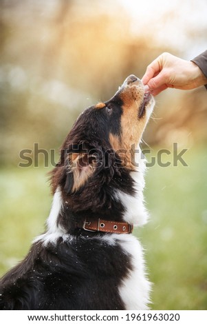 The dog receives a reward from the owner