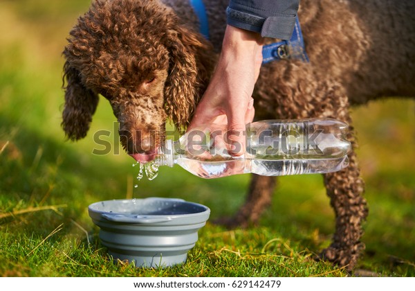 Dog Receiving Drink Water While Out Stock Photo (Edit Now) 629142479