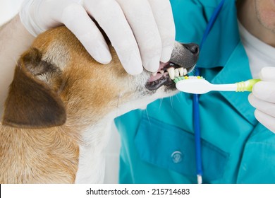 Dog at a reception at a veterinary dentist. brushing teeth