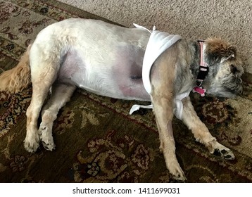 Dog Recovering From Lipoma Surgery