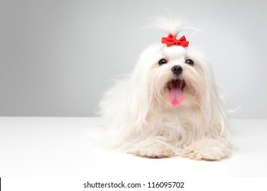 dog with bow