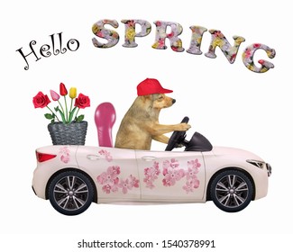 The Dog In A Red Cap Drives A Car Painted With Beautiful Pink Flowers With A Basket With Roses And Tulips. Hello Spring. White Background. Isolated.