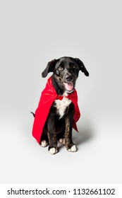 Dog In A Red Cape