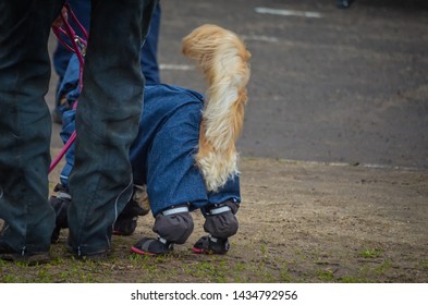 A Dog With A Red Fluffy Tail Came To The Dog Show In Warm Overalls And Boots. The Owner Made Sure That His Pet Did Not Freeze In The Open Stadium.