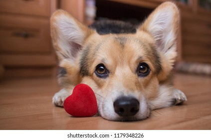 A dog with a red heart. Valentine's Day.