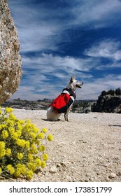 Dog, Red Heeler Cattle Dog With Red Backpack Against Summer Sky.