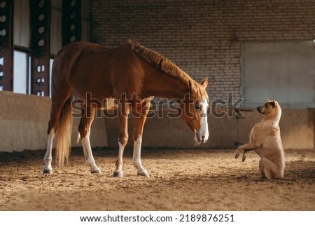 dog and a red horse in the stable. Thai Ridgeback. Animals communicating with each other 