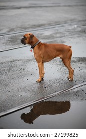 A dog and its reflection.