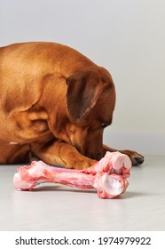 Dog Refuse To Eat. Dog Refuse To Eat Big Raw Bone. Sick Or Sad Dog, No Appetite.