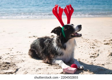 Dog With Reindeer Antlers Hat At Christmas On The Beach