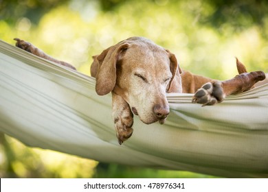 Dog Relax In Hammock