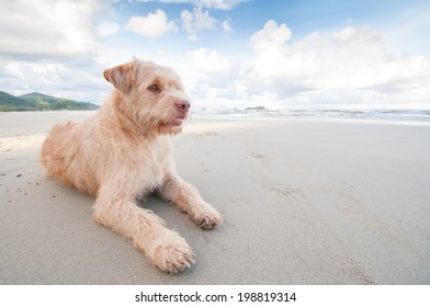 The Dog Relaxing On The Beach