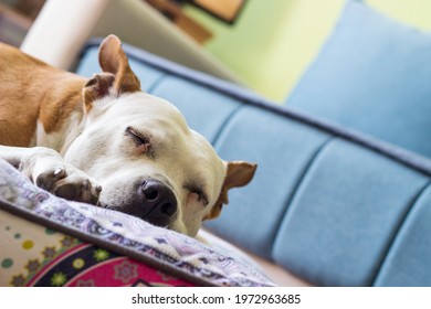 Dog Relaxing On The Couch At Home	