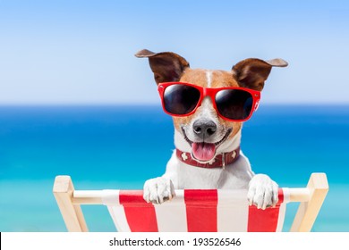 Dog Relaxing On A Fancy Deck Chair