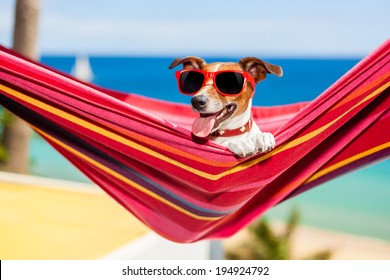 dog relaxing on a fancy red  hammock  with sunglasses