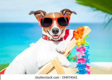 Dog Relaxing On A Fancy Red Deckchair