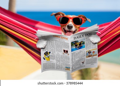  Dog Relaxing On A  Hammock  With Red Sunglasses On Summer Vacation Holidays At The Beach Reading Newspaper Or Magazine