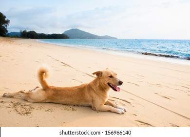 Dog Relaxing On Sand Tropical Beach Near The Blue