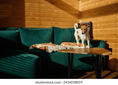 Dog relaxing on sofa in living room. Stylish home interior with curious pet on place for relax. Vacations with a dog in a wooden country house. Jack Russel terrier portrait - Powered by Shutterstock