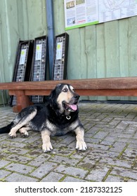 Dog Relaxing Outside On A Summer Day