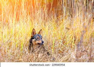 Dog Relaxing In Tall Grass In Autumn