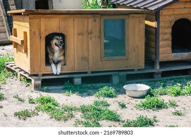 Dog Rest In Booths At An Animal Shelter. Dog Sitting In A Wooden Kennel. Waiting For Adoption