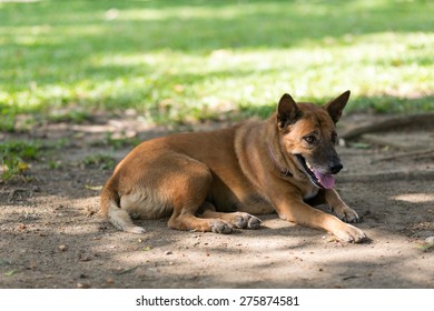 Dog Rest Under Trees Because The Weather Too Hot.
