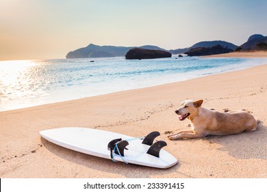 Dog Resting After Surfing Near The Surfboard