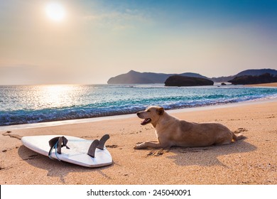 Dog Resting After Surfing Near The Surfboard