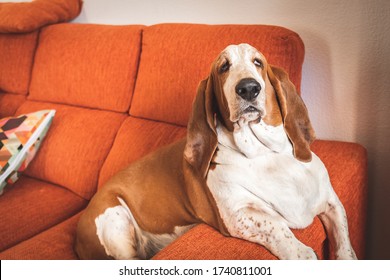 Dog Resting Bored Indoors. Basset Sitting Or Lying On The Couch In The Living Room Funny With Too Much Laziness Big Ears And Droopy Eyes