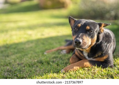 dog resting calmly on the grass