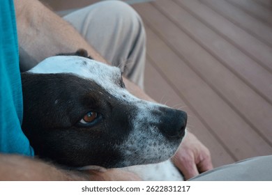 Dog resting its head on owner's lap on a wooden deck outdoors - Powered by Shutterstock - Get 15% off with code: PIKWIZARD15
