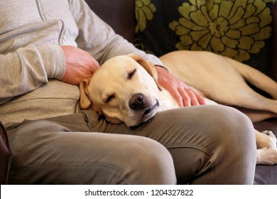 Young Man Sleeping With A Dog Stock Photos Images Photography